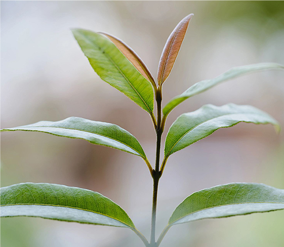 Protéine de soutien Extractuth, myrte citronné biologique